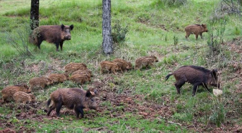 Πήγε να κυνηγήσει αγριογούρουνα, αλλά τον κυνήγησαν αυτά – «Έφυγε» με ασθενοφόρο!